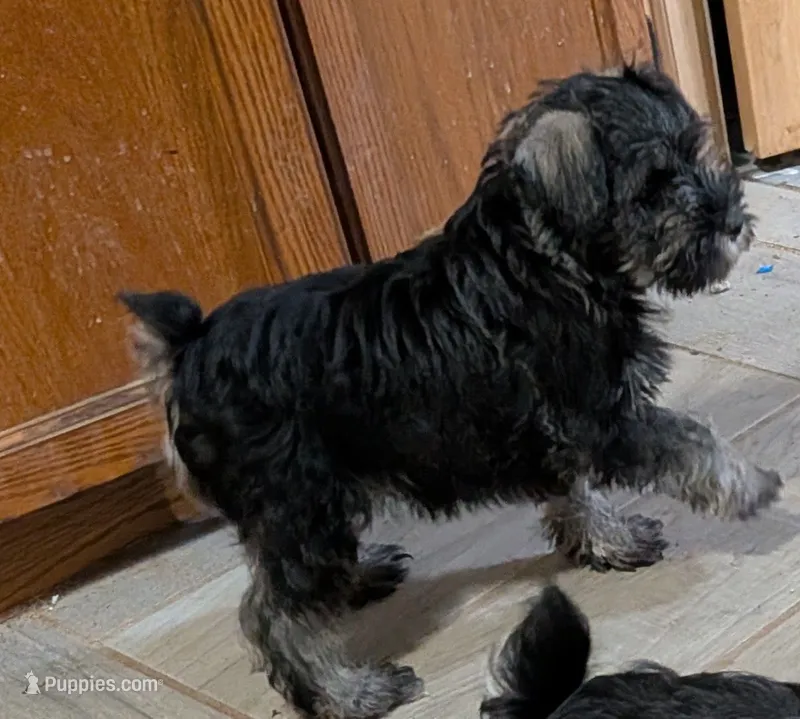 Freah – Miniature Schnauzer puppy for sale in Minneapolis, MN