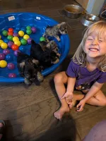Freda, a female Miniature Schnauzer for sale in Minneapolis, MN – 4 of 4