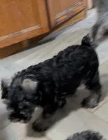 Freah, a female Miniature Schnauzer for sale in Minneapolis, MN – 2 of 4