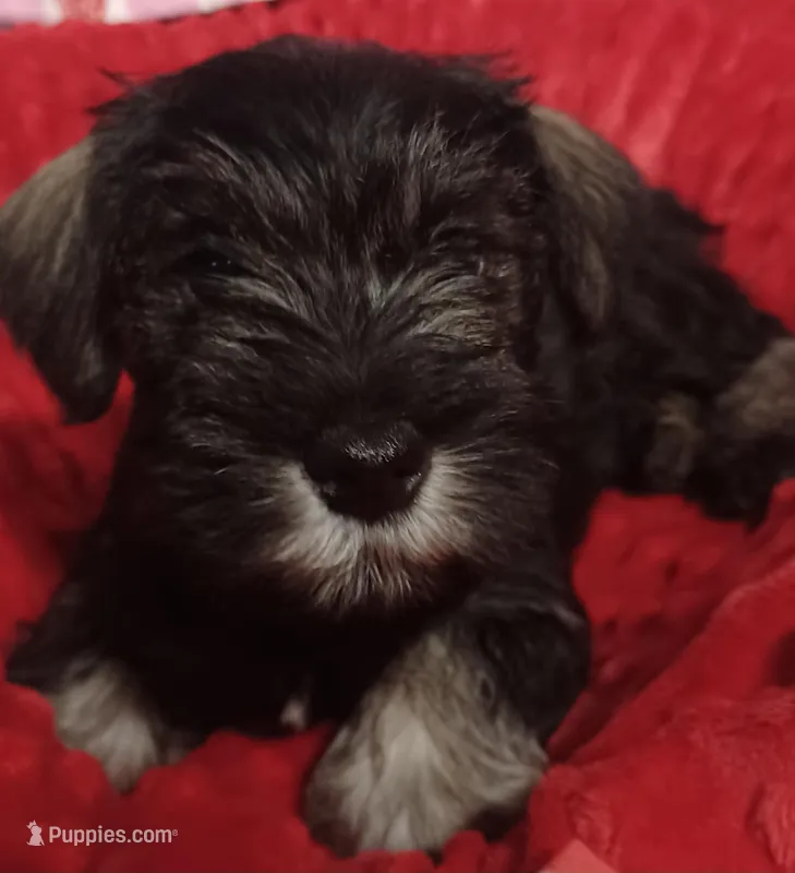 Gizmo – Miniature Schnauzer puppy for sale in Minneapolis, MN
