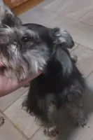 Reggie, a male Miniature Schnauzer for sale in Minneapolis, MN – Photo 4 of 5