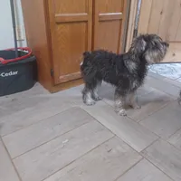 Reggie, a male Miniature Schnauzer for sale in Minneapolis, MN – Photo 5 of 5