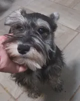 Reggie, a male Miniature Schnauzer for sale in Minneapolis, MN – Photo 2 of 5