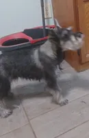 Reggie, a male Miniature Schnauzer for sale in Minneapolis, MN – Photo 3 of 5