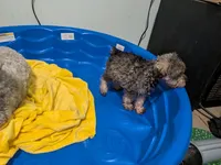 Bitsy, a female Miniature Schnauzer for sale in Minneapolis, MN – 4 of 8