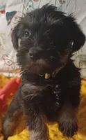 DORA, a female Miniature Schnauzer for sale in Minneapolis, MN – Photo 2 of 4