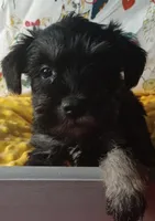 DORA, a female Miniature Schnauzer for sale in Minneapolis, MN – Photo 3 of 4