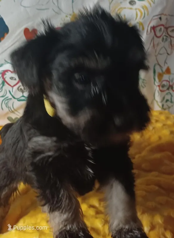 DORA, a female Miniature Schnauzer for sale in Minneapolis, MN – Photo 1 of 4