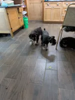 GEO, a male Miniature Schnauzer for sale in Minneapolis, MN – 3 of 7