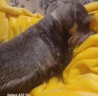 Hicup, a male Miniature Schnauzer for sale in Minneapolis, MN – 4 of 4