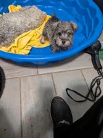 Bitsy, a female Miniature Schnauzer for sale in Minneapolis, MN – 3 of 8