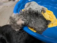 Bitsy, a female Miniature Schnauzer for sale in Minneapolis, MN – 7 of 8