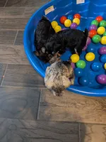 Freda, a female Miniature Schnauzer for sale in Minneapolis, MN – 3 of 4