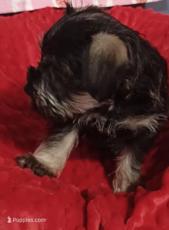 Gus(brown tag) – Miniature Schnauzer puppy for sale in Minneapolis, MN