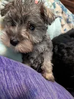 Bitsy, a female Miniature Schnauzer for sale in Minneapolis, MN – 8 of 8