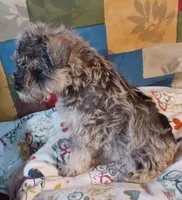 Cora, a female Miniature Schnauzer for sale in Minneapolis, MN – Photo 5 of 5