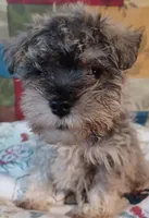 Cora, a female Miniature Schnauzer for sale in Minneapolis, MN – Photo 3 of 5