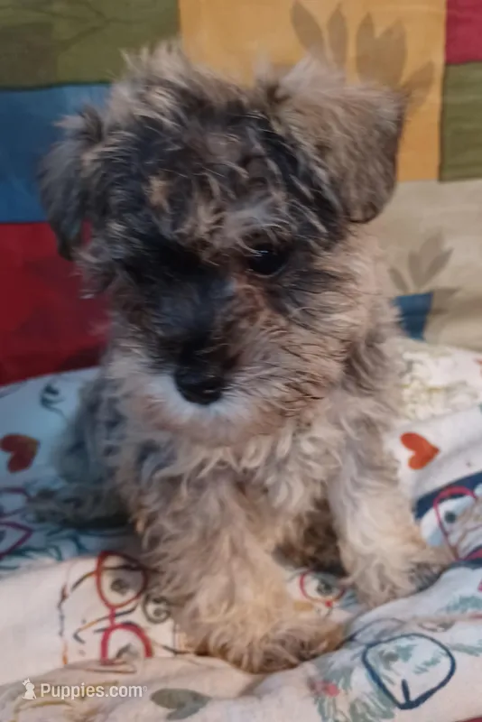 Cora, a female Miniature Schnauzer for sale in Minneapolis, MN – Photo 1 of 5