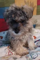 Cora, a female Miniature Schnauzer for sale in Minneapolis, MN – Photo 1 of 5