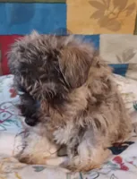 Cora, a female Miniature Schnauzer for sale in Minneapolis, MN – Photo 2 of 5