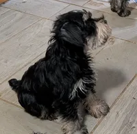 Fritz, a male Miniature Schnauzer for sale in Minneapolis, MN – 3 of 4