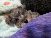 Bitsy, a female Miniature Schnauzer for sale in Minneapolis, MN – 6 of 8