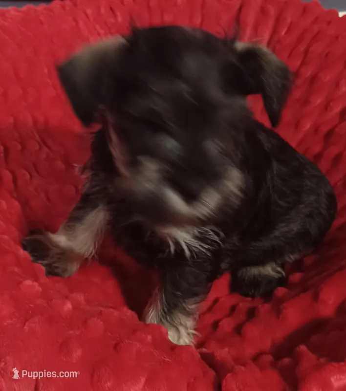 Griffen – Miniature Schnauzer puppy for sale in Minneapolis, MN