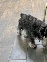 Griffen, a male Miniature Schnauzer for sale in Minneapolis, MN – 3 of 3