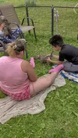 Lizzy, a female Cairn Terrier for sale in Minneapolis, MN – 1 of 2