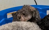 Bitsy, a female Miniature Schnauzer for sale in Minneapolis, MN – 2 of 8
