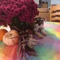 JAZZ, a female Miniature Schnauzer for sale in Minneapolis, MN – Photo 4 of 7