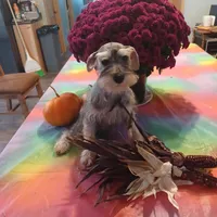 JAZZ, a female Miniature Schnauzer for sale in Minneapolis, MN – Photo 5 of 7