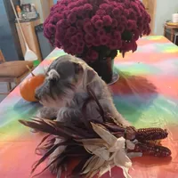 JAZZ, a female Miniature Schnauzer for sale in Minneapolis, MN – Photo 7 of 7