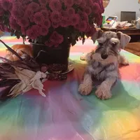 JAZZ, a female Miniature Schnauzer for sale in Minneapolis, MN – Photo 1 of 7