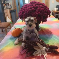 JAZZ, a female Miniature Schnauzer for sale in Minneapolis, MN – Photo 6 of 7