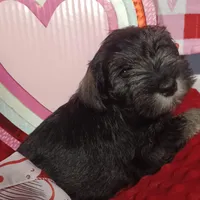 Milo, a male Miniature Schnauzer for sale in Minneapolis, MN – Photo 4 of 10