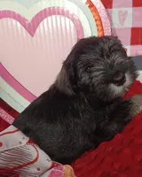 Milo, a male Miniature Schnauzer for sale in Minneapolis, MN – Photo 3 of 7