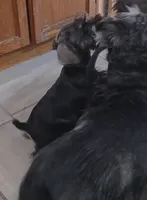 Milo, a male Miniature Schnauzer for sale in Minneapolis, MN – Photo 8 of 10