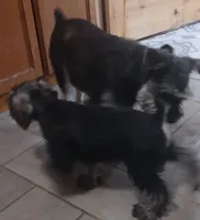 Milo, a male Miniature Schnauzer for sale in Minneapolis, MN – Photo 7 of 10