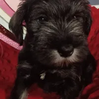 Milo, a male Miniature Schnauzer for sale in Minneapolis, MN – Photo 3 of 10