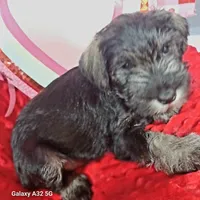 Milo, a male Miniature Schnauzer for sale in Minneapolis, MN – Photo 9 of 10