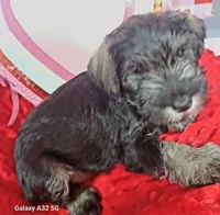 Milo, a male Miniature Schnauzer for sale in Minneapolis, MN – Photo 6 of 7