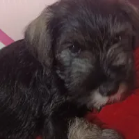 Milo, a male Miniature Schnauzer for sale in Minneapolis, MN – Photo 10 of 10