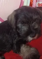 Milo, a male Miniature Schnauzer for sale in Minneapolis, MN – Photo 7 of 7