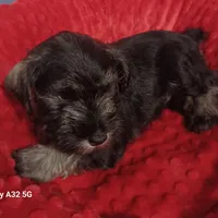 Milo, a male Miniature Schnauzer for sale in Minneapolis, MN – Photo 6 of 10