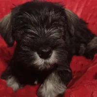 Milo, a male Miniature Schnauzer for sale in Minneapolis, MN – Photo 2 of 10