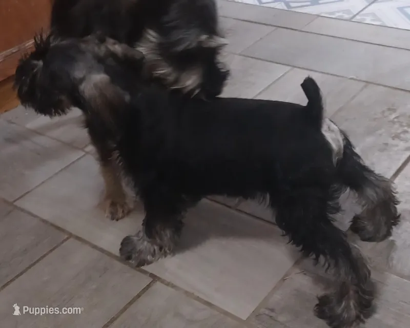 Milo, a male Miniature Schnauzer for sale in Minneapolis, MN – Photo 1 of 10