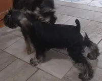 Milo, a male Miniature Schnauzer for sale in Minneapolis, MN – Photo 1 of 10