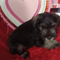 Milo, a male Miniature Schnauzer for sale in Minneapolis, MN – Photo 5 of 10