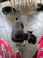 GEO, a male Miniature Schnauzer for sale in Minneapolis, MN – 7 of 7